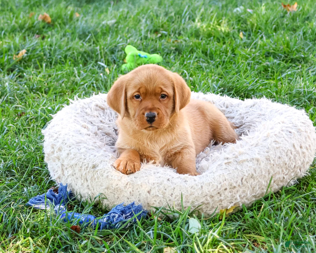 Labrador Retriever dogs for sale: Ricky - Ad 2