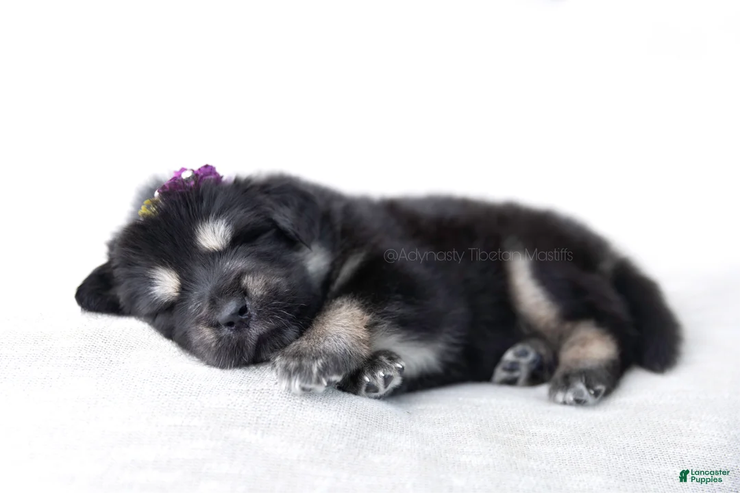 Tibetan Mastiff dogs for sale: Tibetan Mastiff Puppy | Yellow Girl - Ad 6
