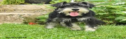 Miniature Schnauzer dogs for sale: George - Ad 4