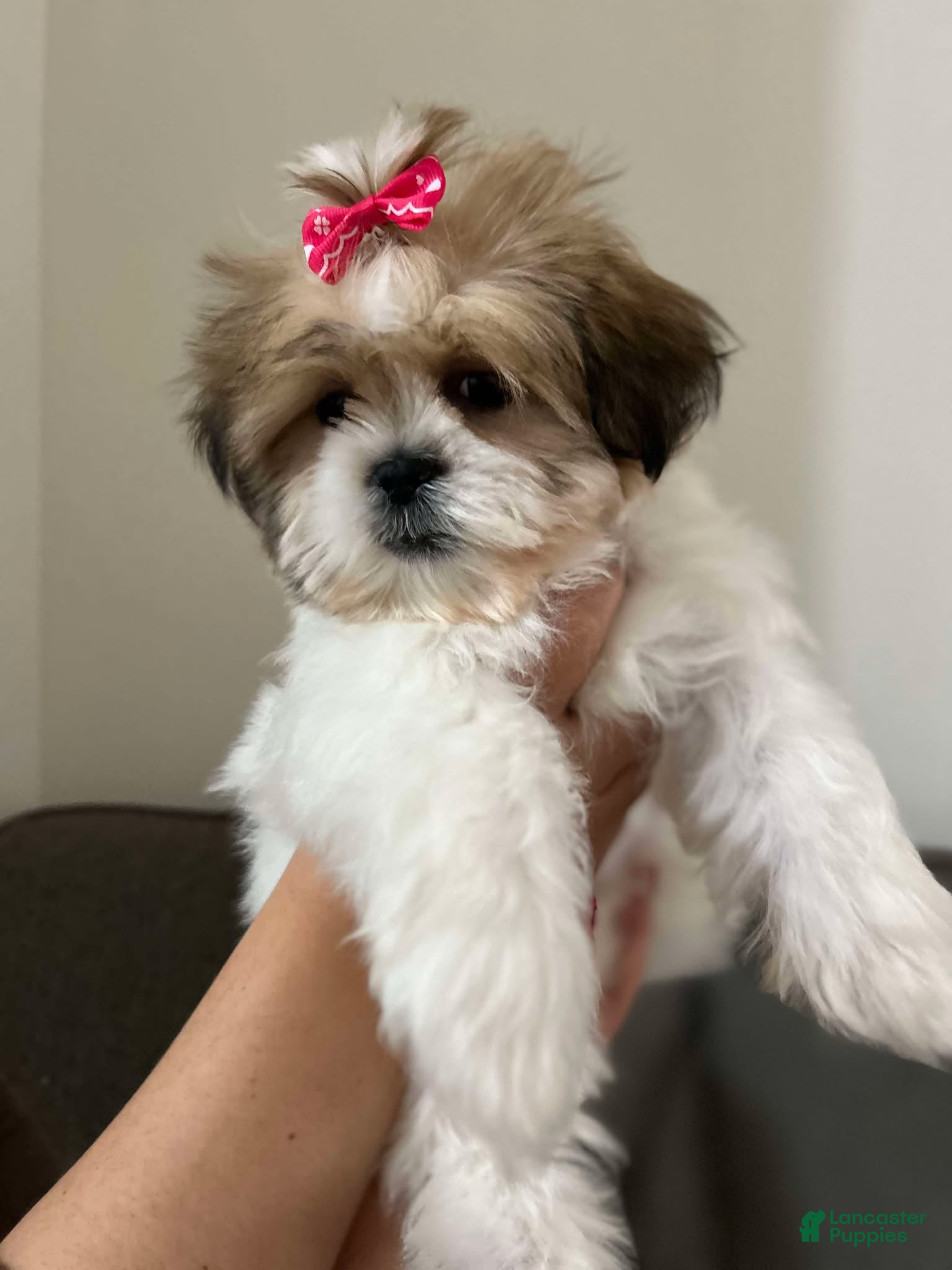 Shih Tzu dogs Jillian - Ad 16