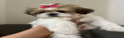 Shih Tzu dogs for sale: Jillian - Ad 1