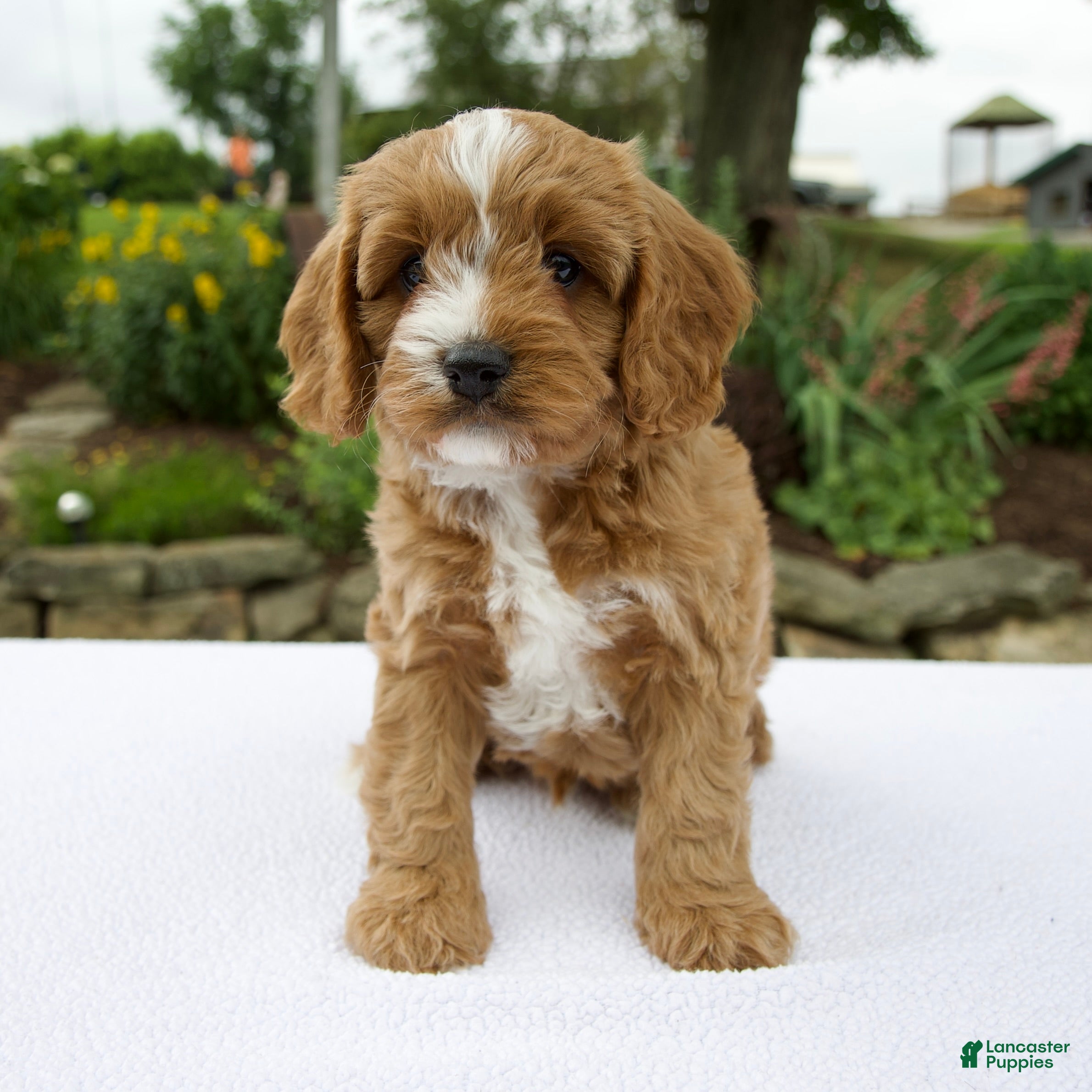 Cavapoo dogs Gus - Ad 1