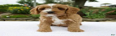 Gus
