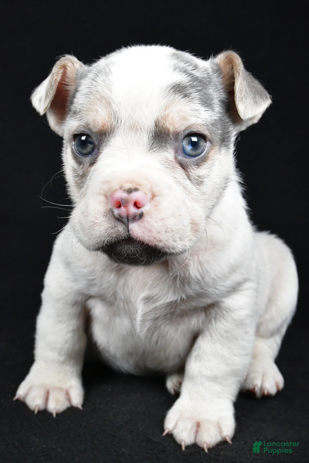 Beabull dogs for sale: Pedro - Ad 4