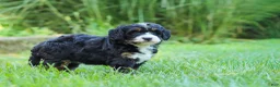 Mini Bernedoodle dogs for sale: Chiclet - Ad 5