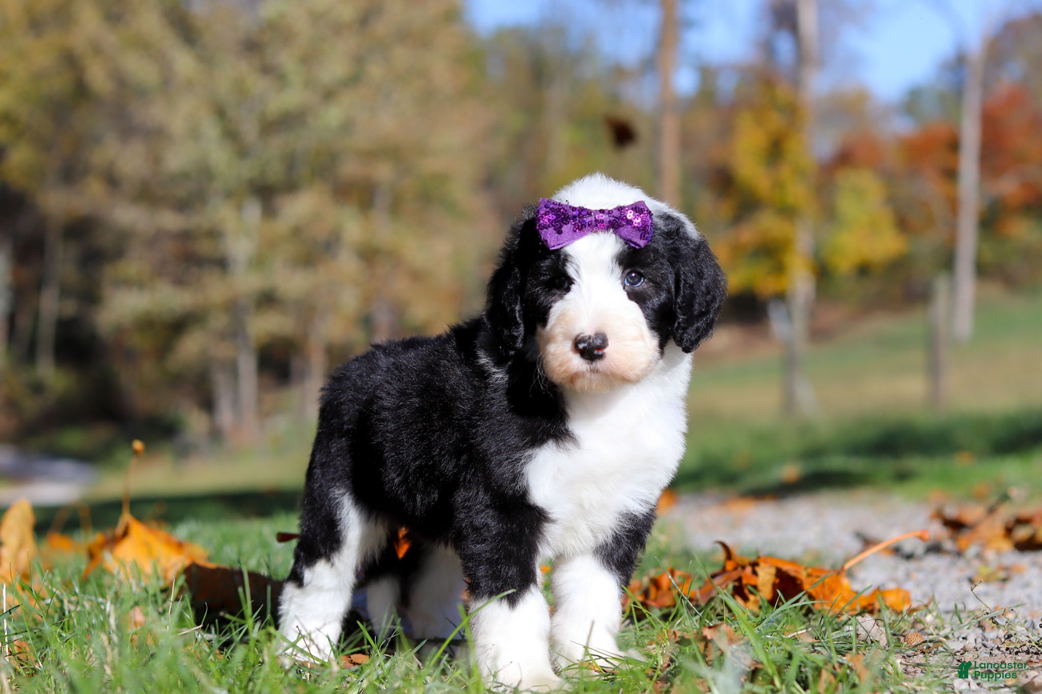 Old English Sheepdog Puppies for sale Lancaster Puppies