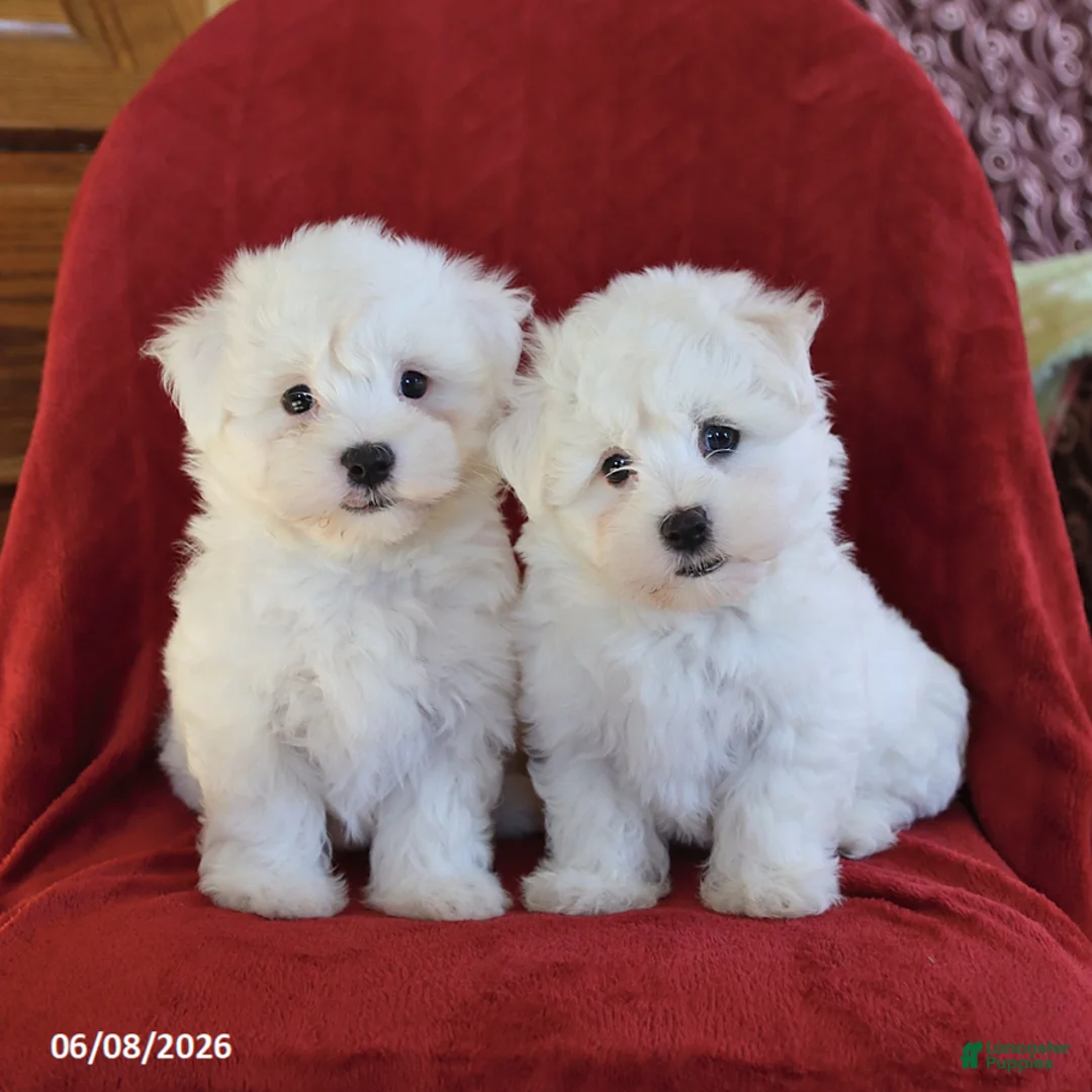 Maltese dogs for sale: Lance  - Ad 5