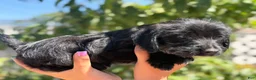 Mixed Breed dogs for sale: ILY - Ad 4