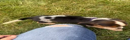 Beagle dogs for sale: Female purple collar summer 2026 - Ad 9