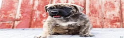 English Mastiff dogs for sale: Paul - Ad 3