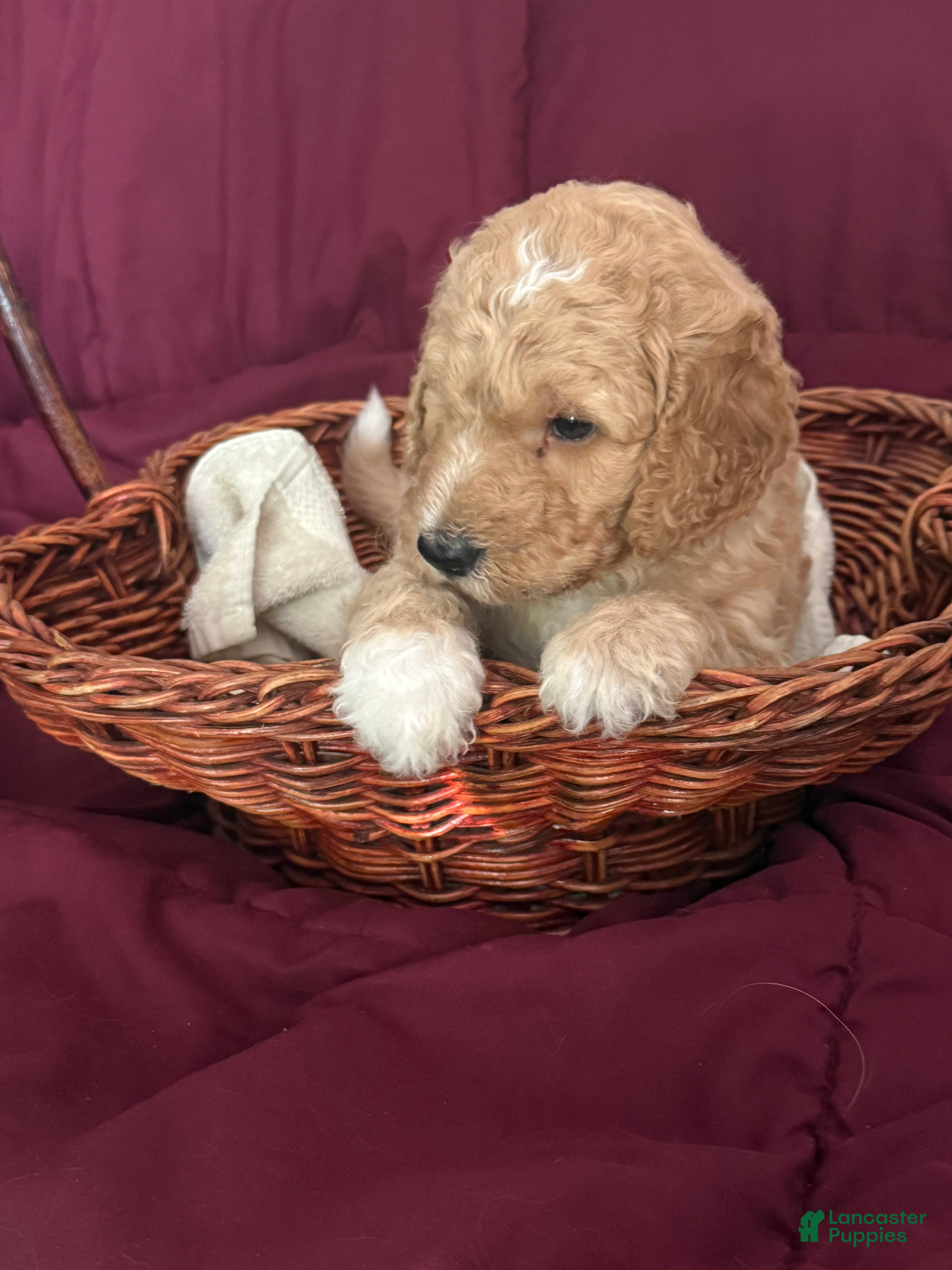 Goldendoodle dogs Blue - Ad 2
