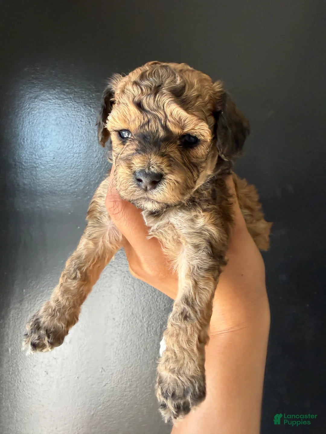 Toy Poodle dogs for sale: Toy Poodle Puppy 2 - Ad 1