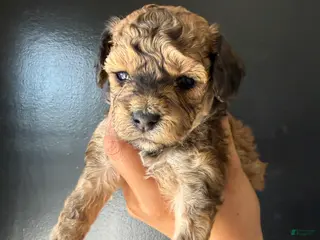 Toy Poodle dogs Toy Poodle Puppy 2 - Ad 31