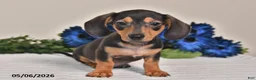 Miniature Dachshund dogs for sale: Jackson - Ad 1