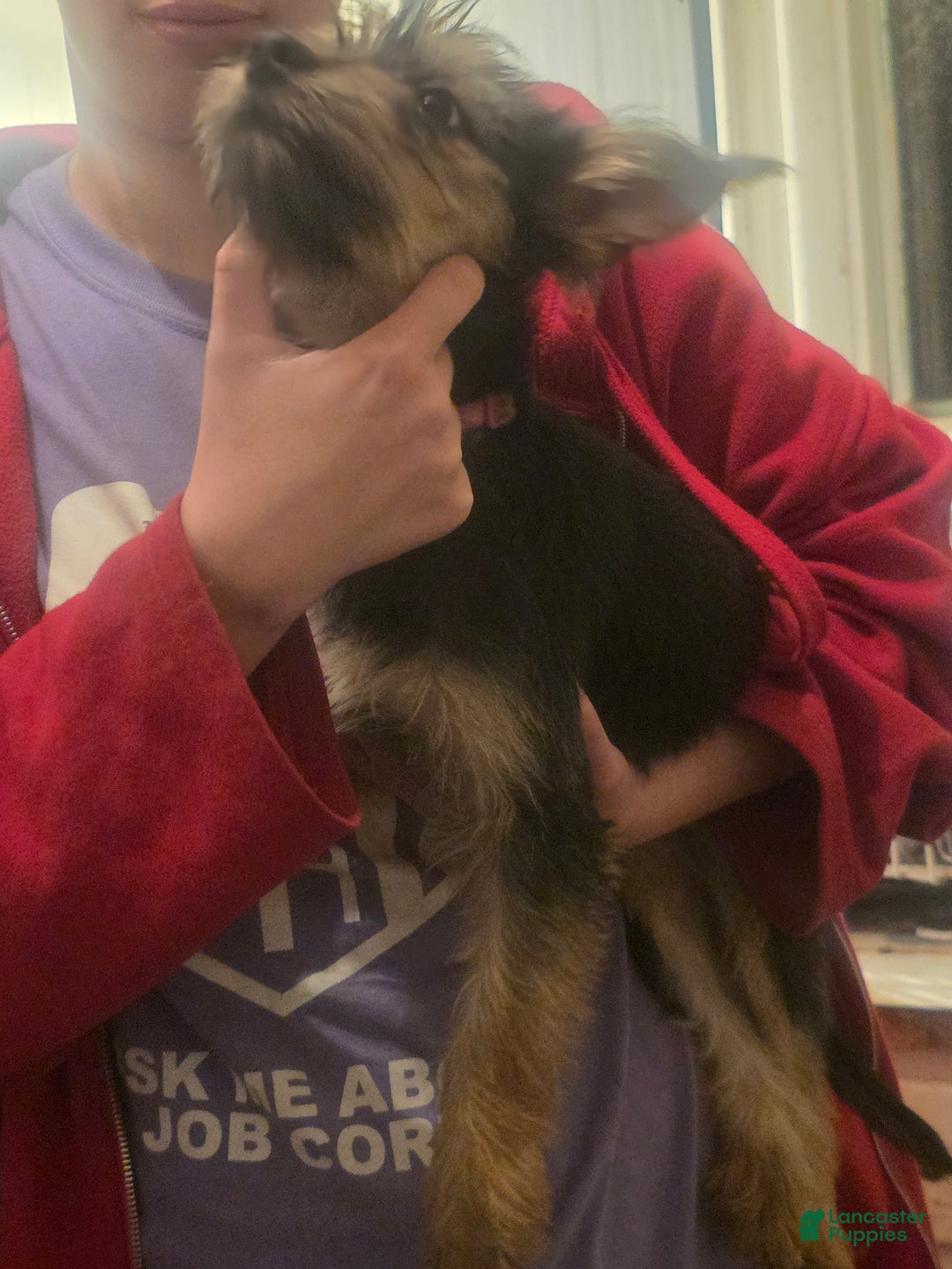 Mixed Breed dogs for sale: Mia - Ad 4