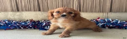 Cavalier King Charles Spaniel dogs for sale: Hunter Cavalier King Charles Spaniel  - Ad 11