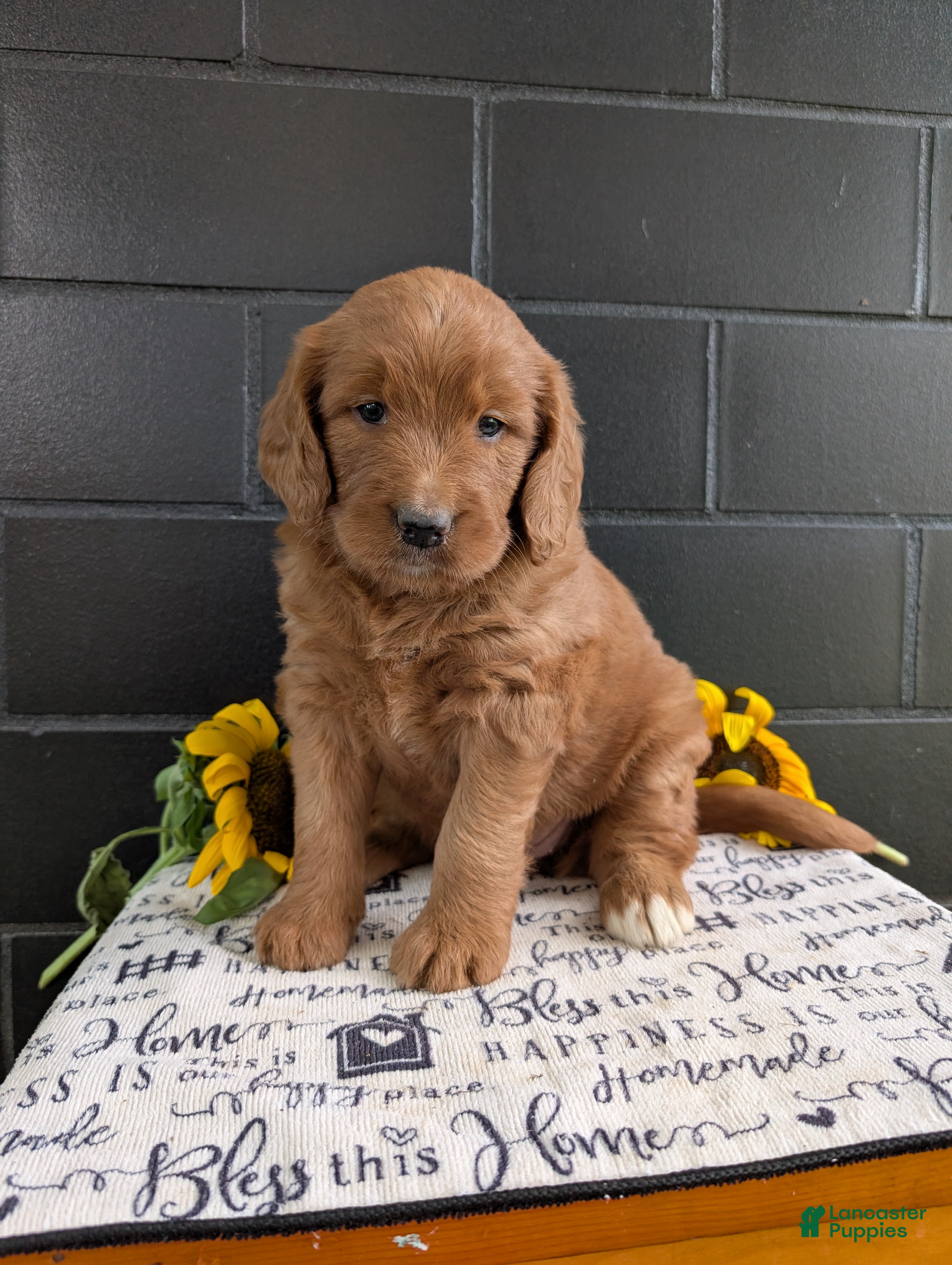 Goldendoodle dogs Misty - Ad 1