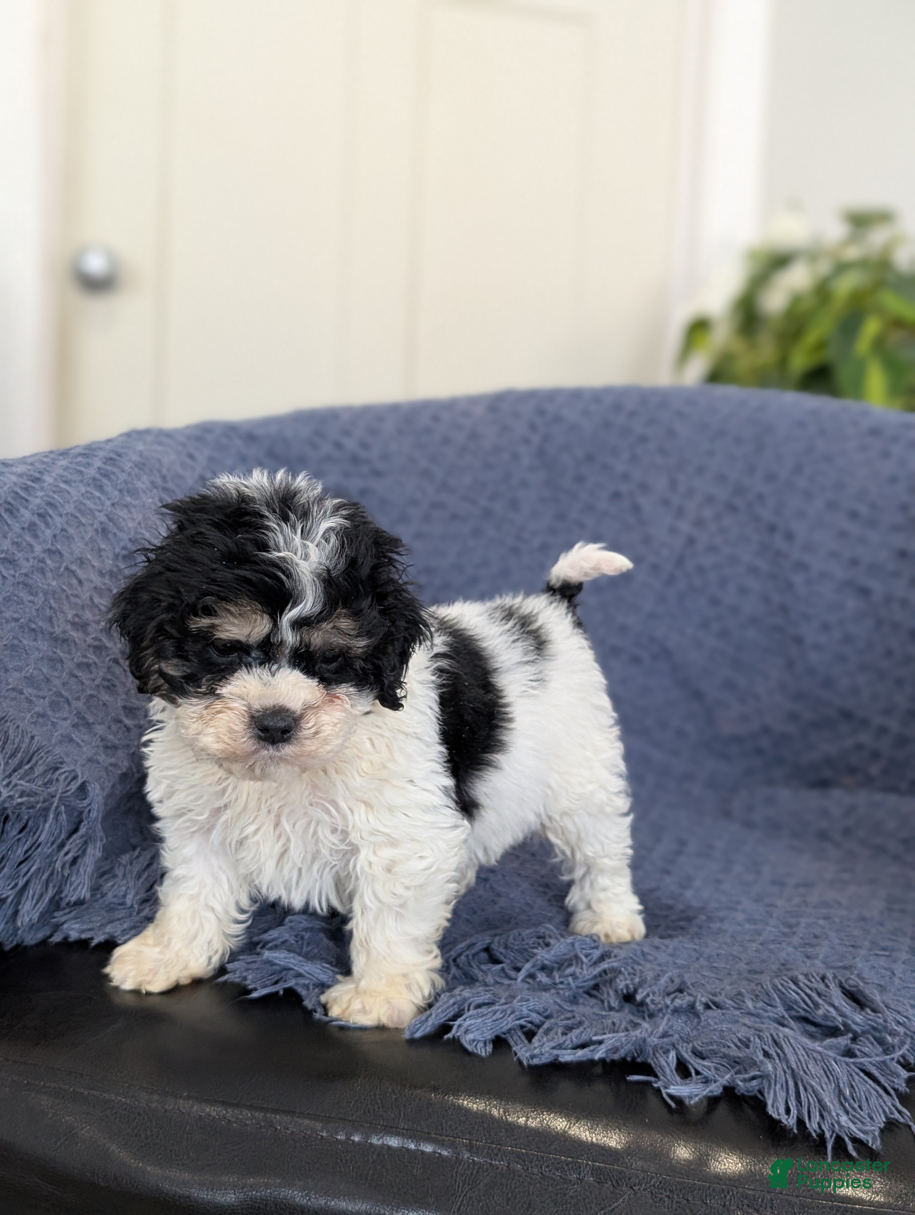 Cockapoo dogs Tiny Asher - Ad 2