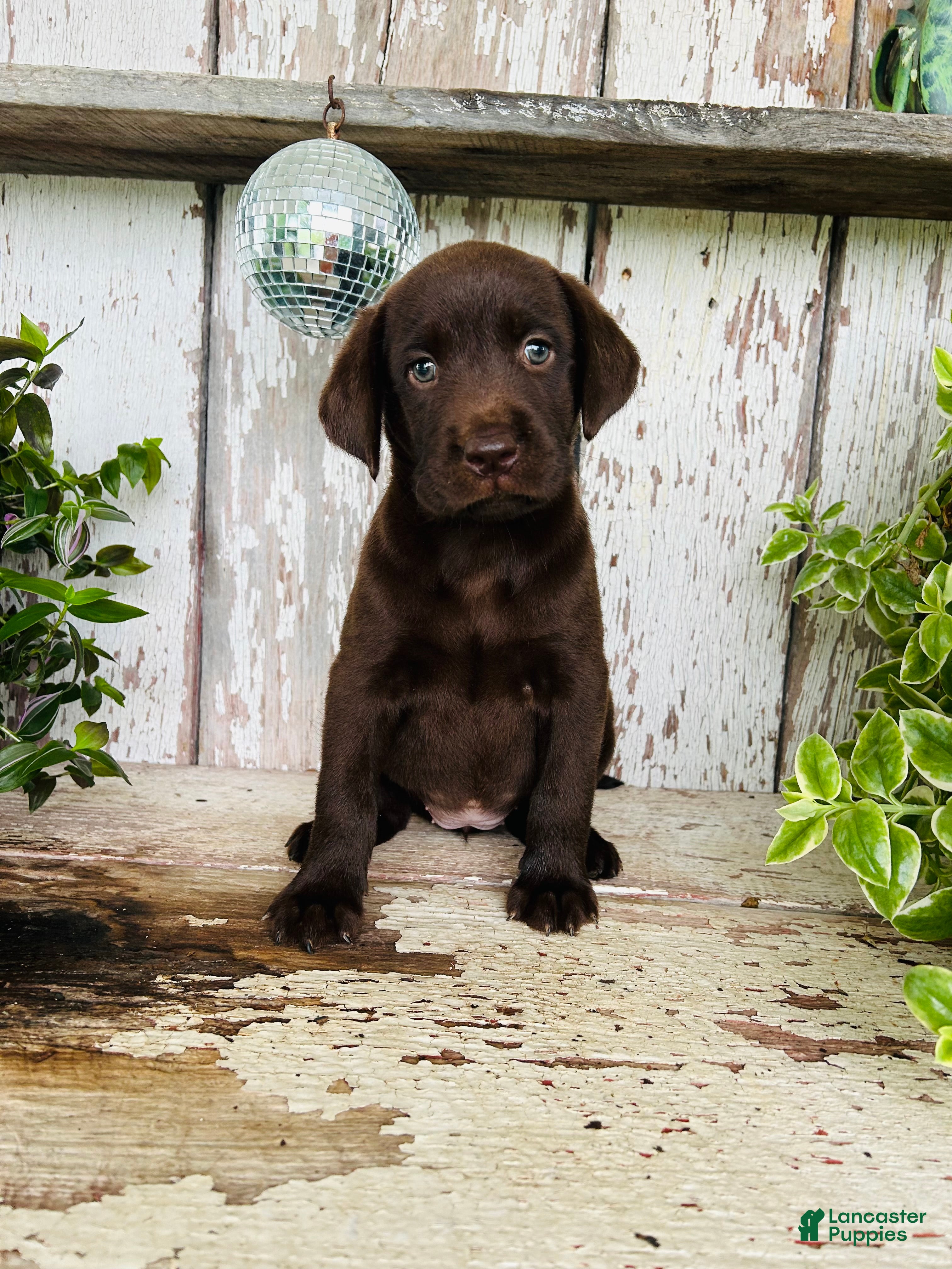 Labrador Retriever dogs Faith  - Ad 1