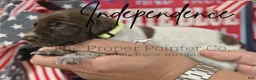German Shorthaired Pointer dogs for sale: Independence - Ad 1