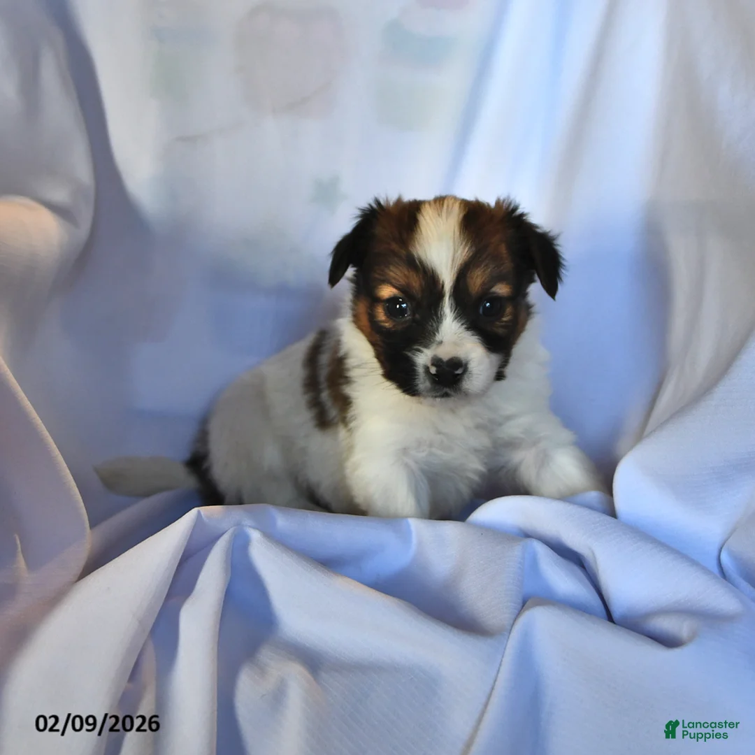 Papillon dogs for sale: Swallowtail - Ad 2