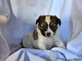 Papillon dogs Swallowtail - Ad 27