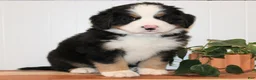 Bernese Mountain Dog dogs for stud: Xander Van't Stokerybos  - Ad 5
