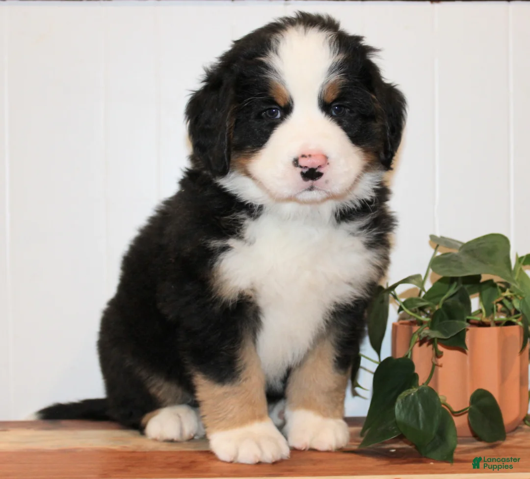 Bernese Mountain Dog dogs for stud: Xander Van't Stokerybos  - Ad 5