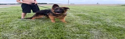 German Shepherd dogs for sale: German Shepherd Puppy 1 - Ad 3