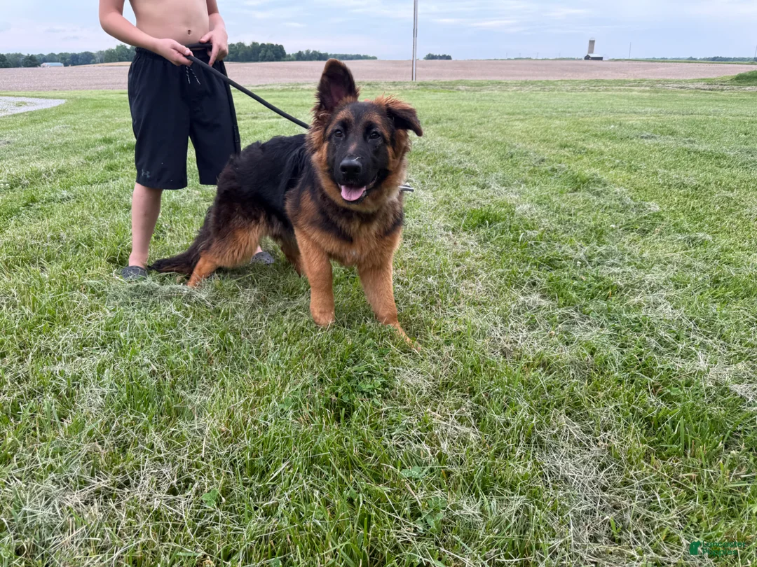 German Shepherd dogs for sale: German Shepherd Puppy 1 - Ad 3