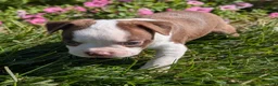 Boston Terrier dogs for sale: Cherry - Ad 8