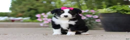 Miniature Australian Shepherd dogs for sale: Eliza - Ad 7
