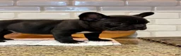 French Bulldog dogs for sale: Kevin! - Ad 4
