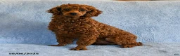 Cockapoo dogs for sale: Jayna - Ad 5