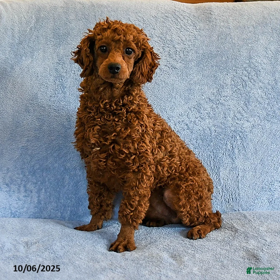 Cockapoo dogs for sale: Jayna - Ad 5