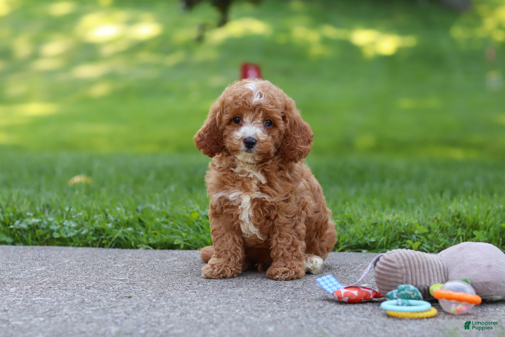 Cavapoo dogs Jaxon - Ad 1