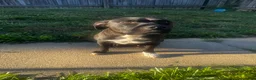 American Pit Bull Terrier dogs for sale: American Pit Bull Terrier 3 - Ad 7