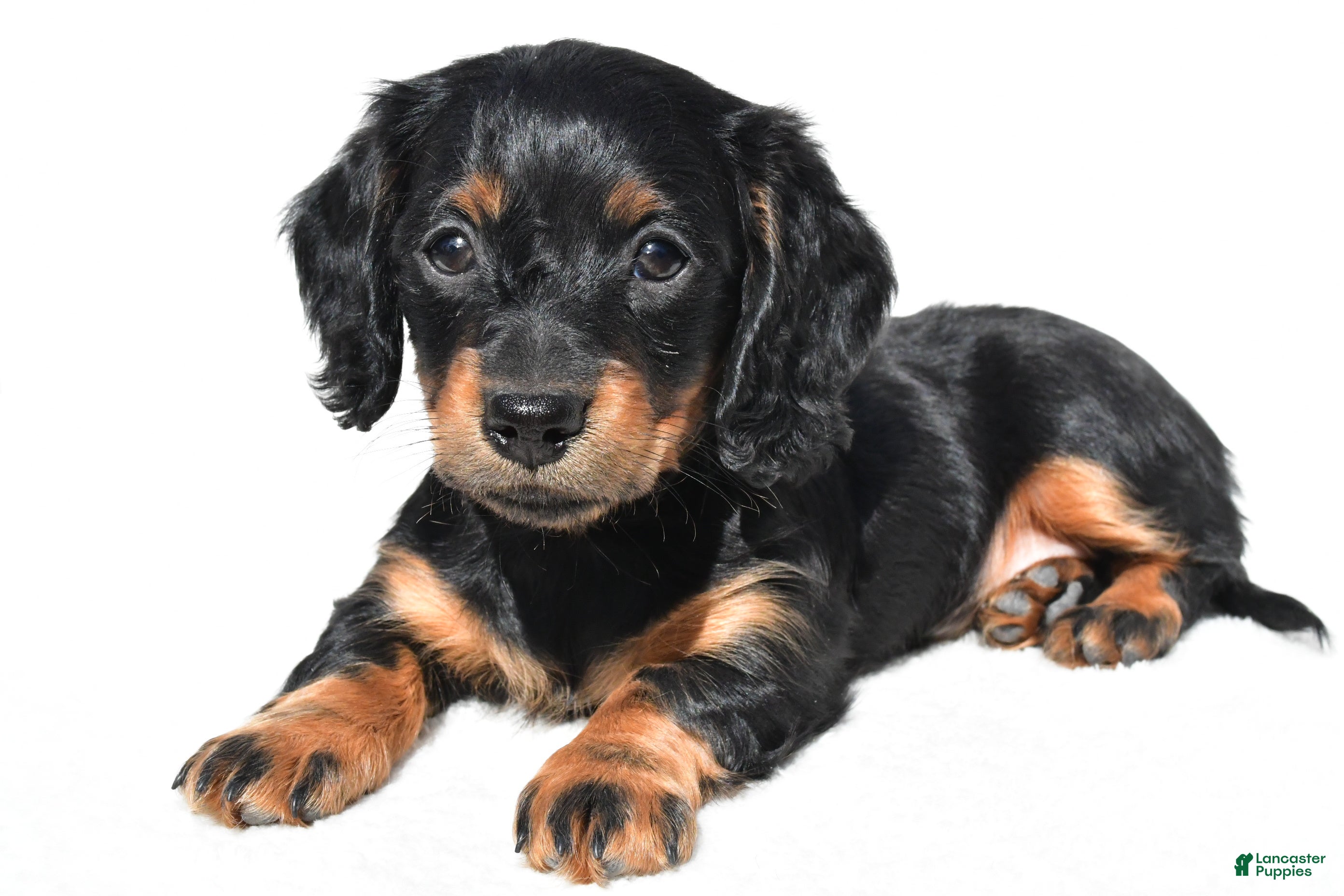Miniature Dachshund dogs for sale: Anna - Ad 3