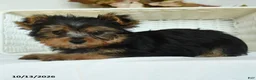 Yorkshire Terrier dogs for sale: Sebastian - Ad 3