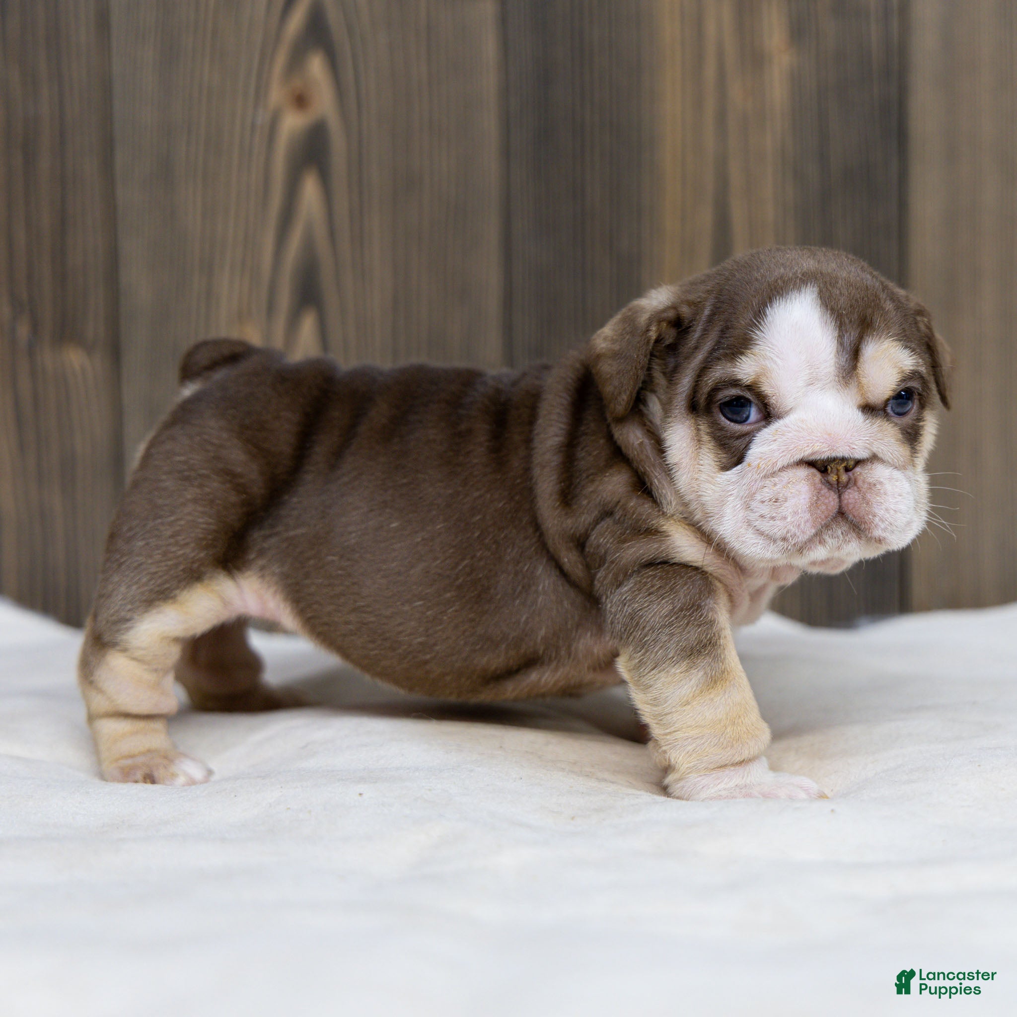 English Bulldog dogs Truffle Bay English Bulldog Puppy  - Ad 1