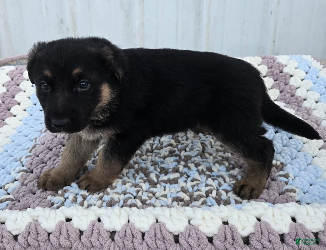 German Shepherd dogs for sale: Zara - Ad 1
