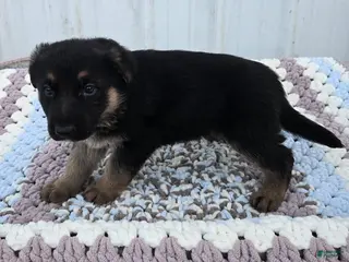 German Shepherd dogs for sale: Zara - Ad 3