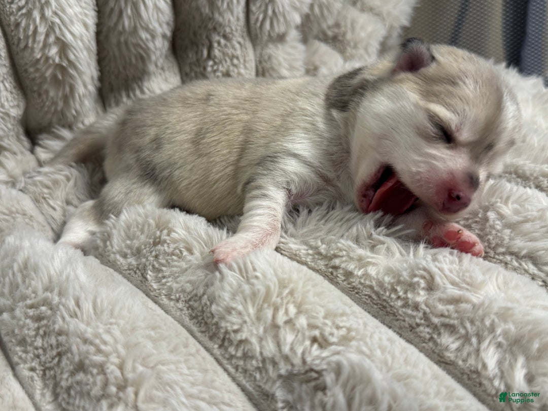 Pomsky dogs for sale: Female light grey multi color - Ad 10