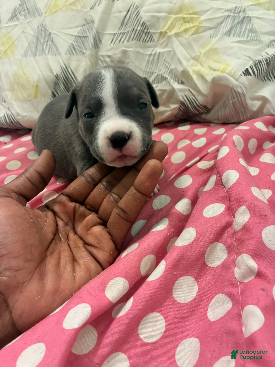 American Bully dogs for sale: American Bully Puppy 6 - Ad 1