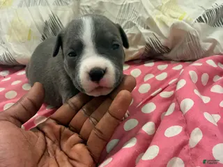 American Bully dogs American Bully Puppy 6 - Ad 13