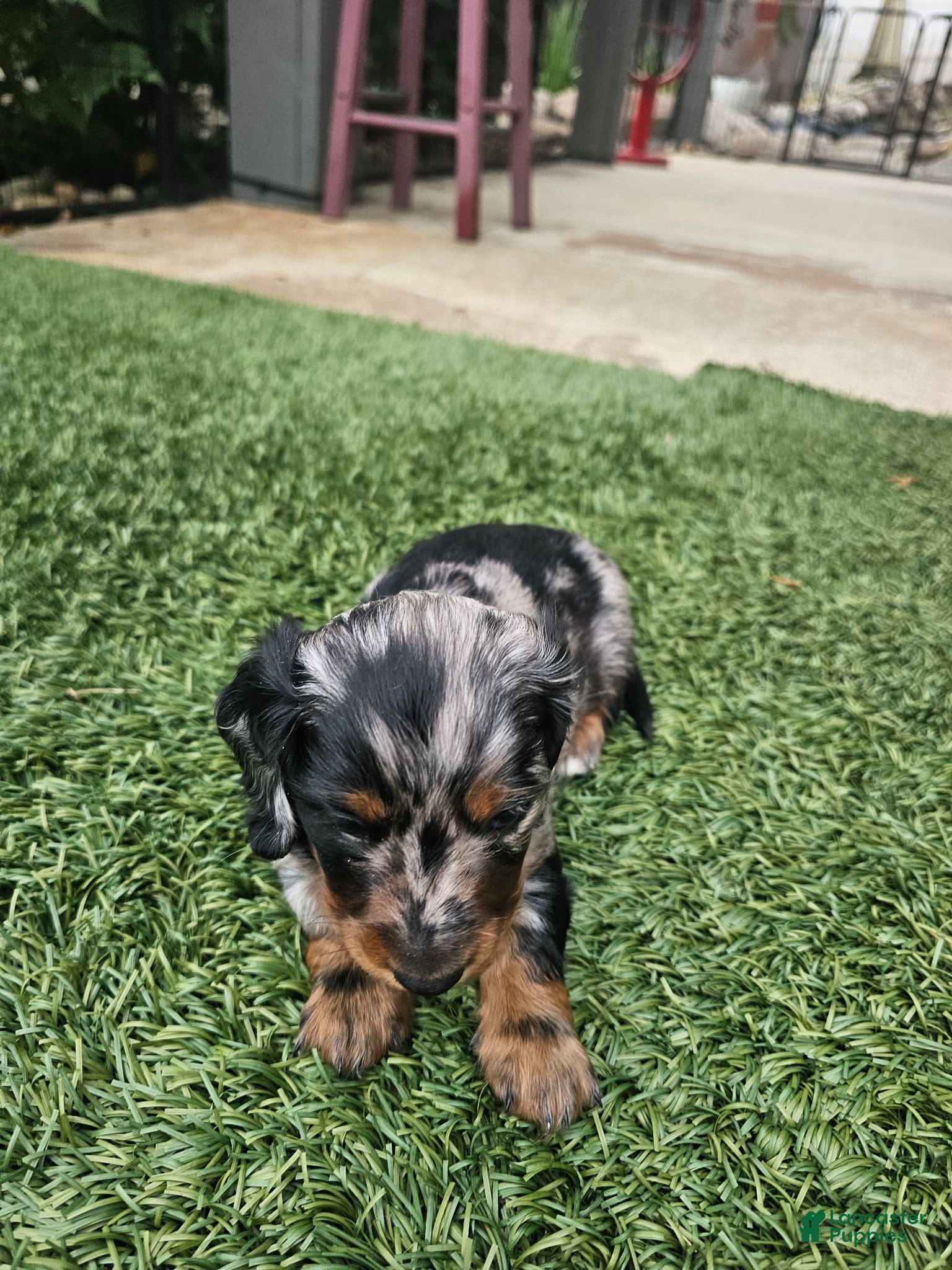 Miniature Dachshund dogs Miniature Dachshund 2 - Ad 1