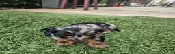 Miniature Dachshund dogs for sale: Miniature Dachshund 2 - Ad 1