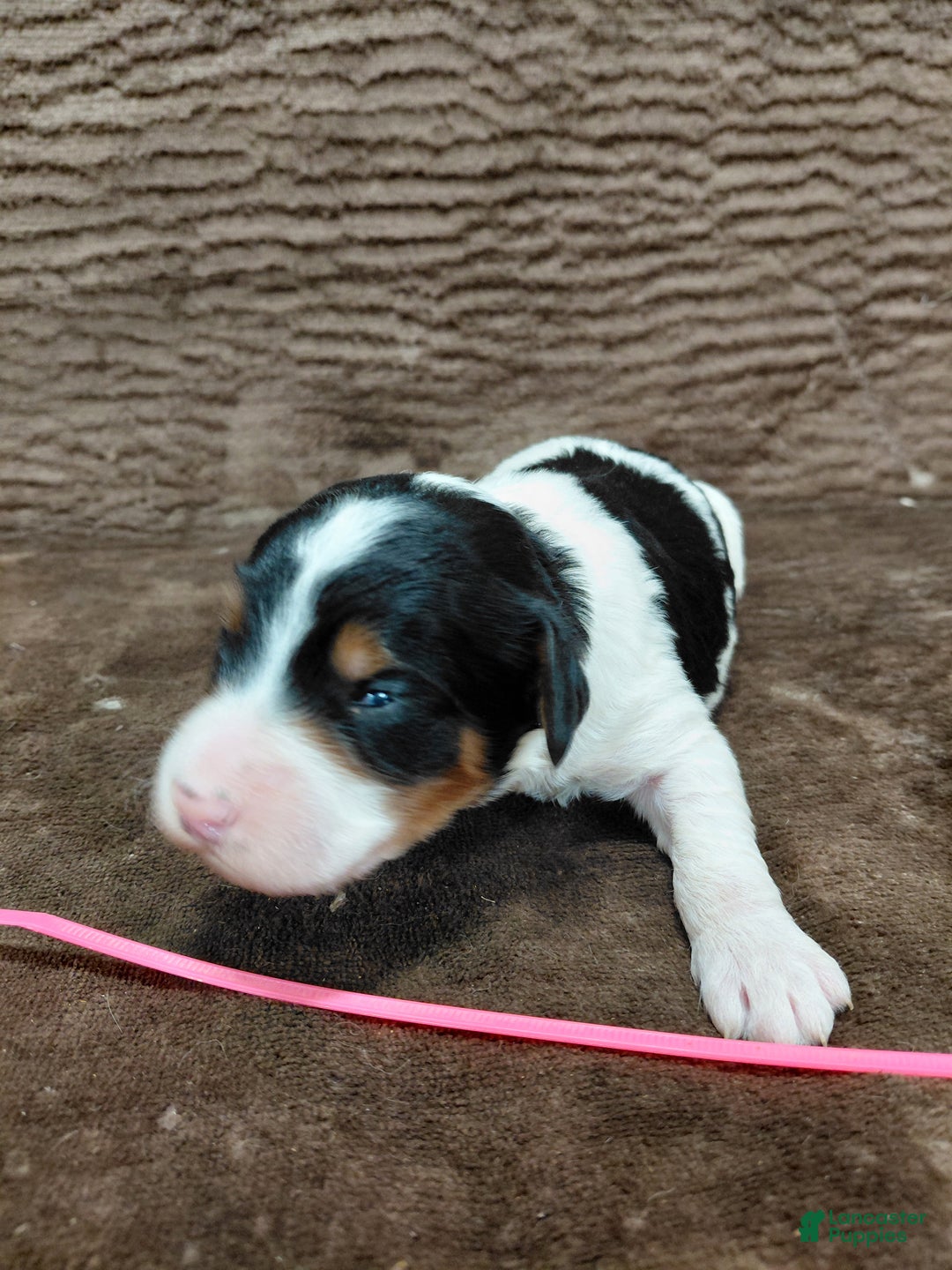 Bernedoodle dogs for sale: Bernedoodle Puppy 6 - Ad 7