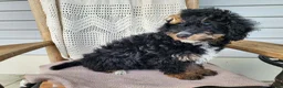 Mini Bernedoodle dogs for sale: Karly - Ad 18