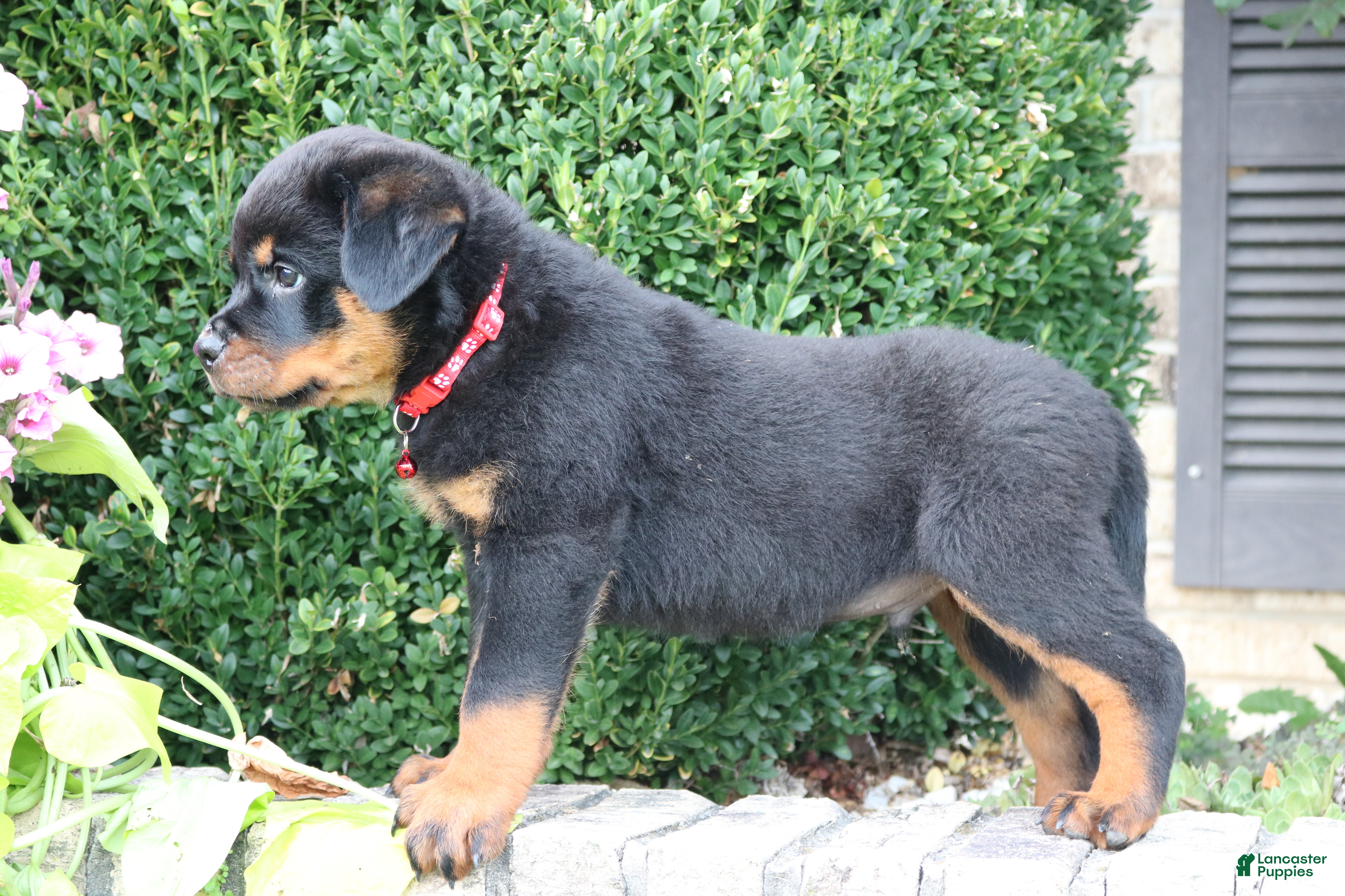 Rottweiler dogs Landon - Ad 2